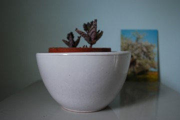 Blikbloempotmok snacktoren 020