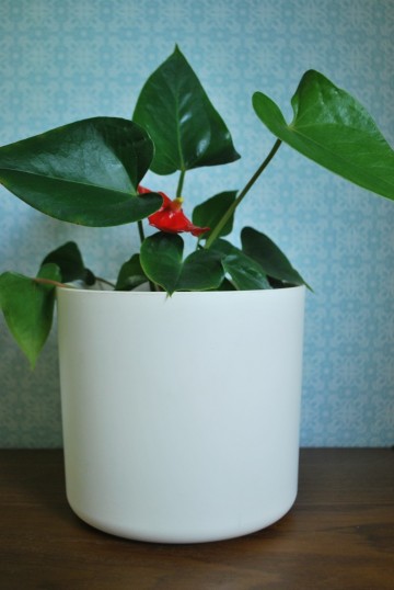 Kaasdoos brabantia geld kandelaar poes tegel hoes bloempot 011